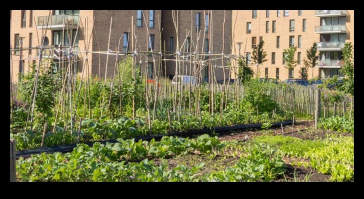 Verzi de beton Cum să crești o grădină în oraș 3 Concrete Greens: Urban Gardening Magic Develed