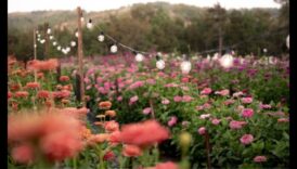 Curtea înflorită: cadouri de grădinărit pentru oaza mamei