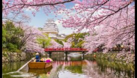 Serenada cu flori de cireș: delicii de grădină japoneză